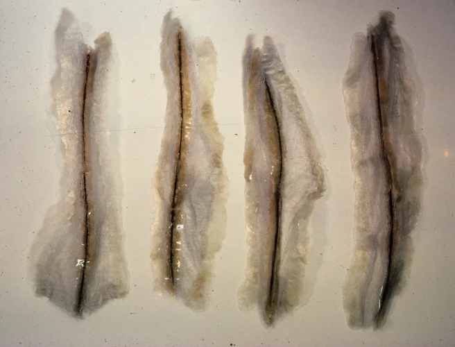 Quartet, Fiberglass and Rose Cane, 7 x 8 x 4 inch, 1978